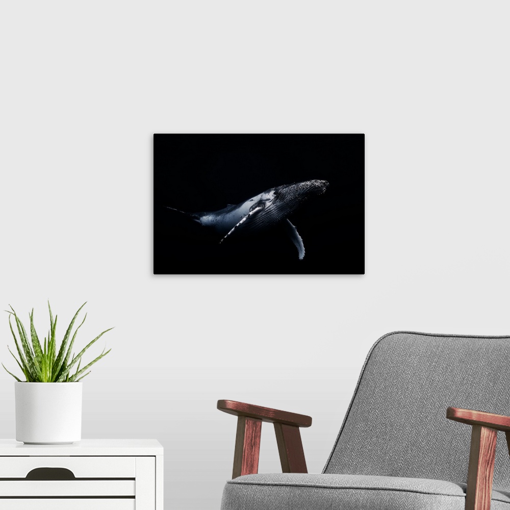 A modern room featuring A portrait of a humpback whale swimming soundly in the deep blue ocean.