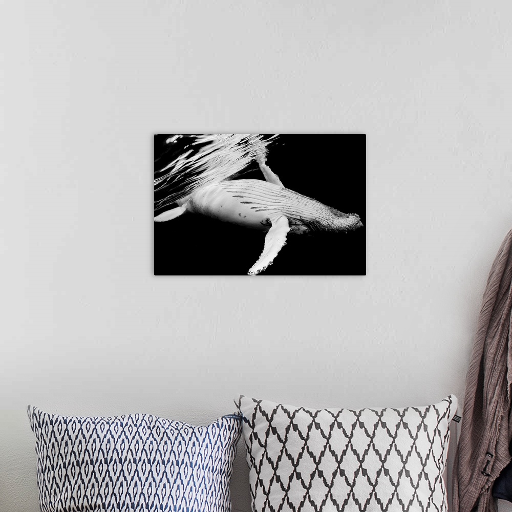 A bohemian room featuring A dynamic photograph of a humpback whale close to the surface of the ocean.