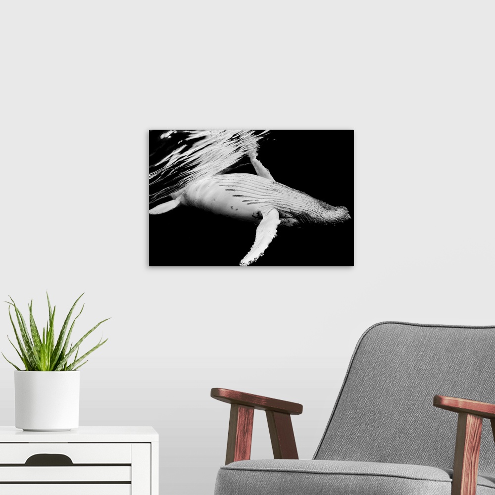 A modern room featuring A dynamic photograph of a humpback whale close to the surface of the ocean.