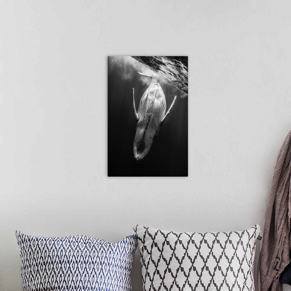 A bohemian room featuring A black and white photograph of a humpback whale diving deeper into the abyss.