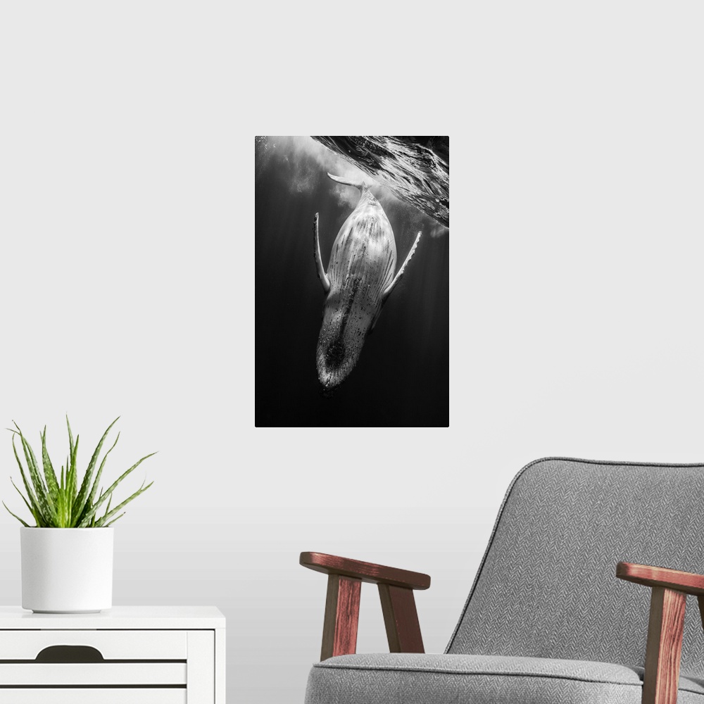 A modern room featuring A black and white photograph of a humpback whale diving deeper into the abyss.