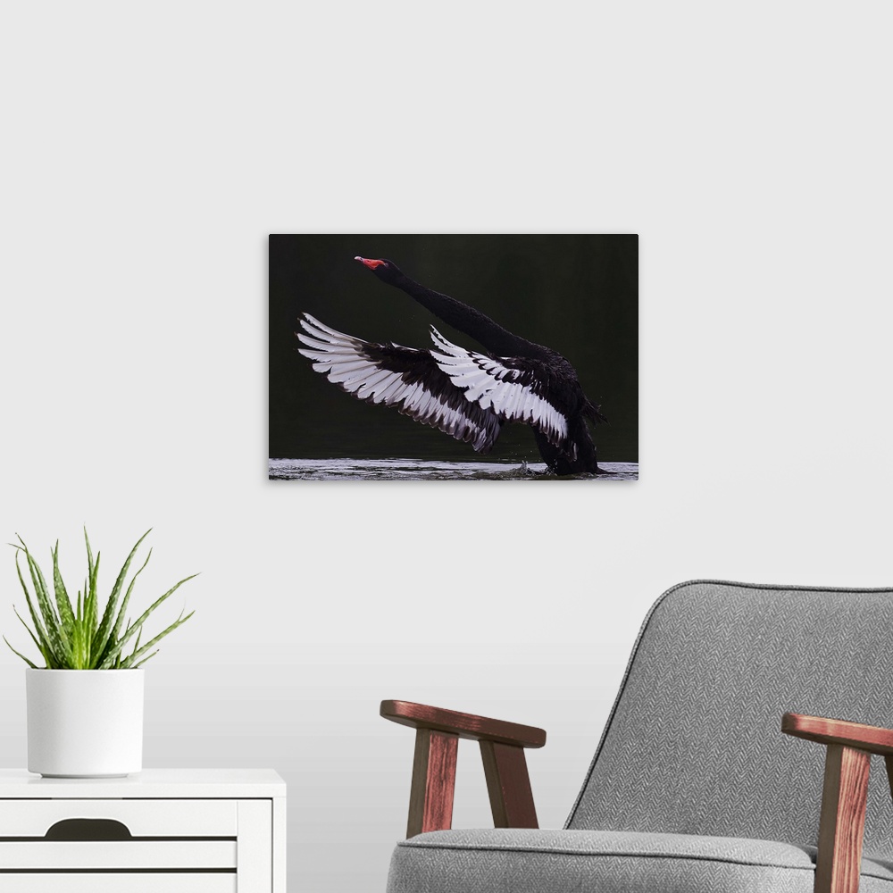 A modern room featuring An elegant Black Swan prepares to take flight from the water, extending it's long neck and wings.
