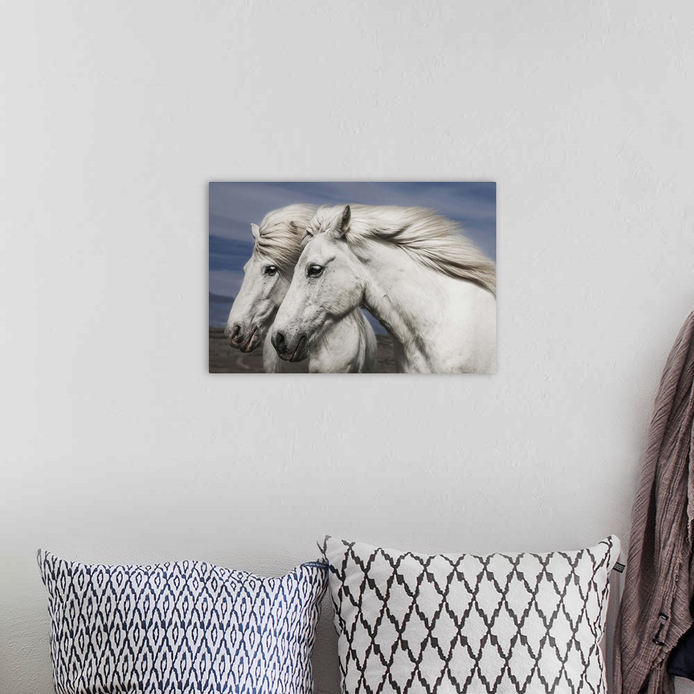 A bohemian room featuring Portrait of two white horses with manes blowing in the wind, Iceland.