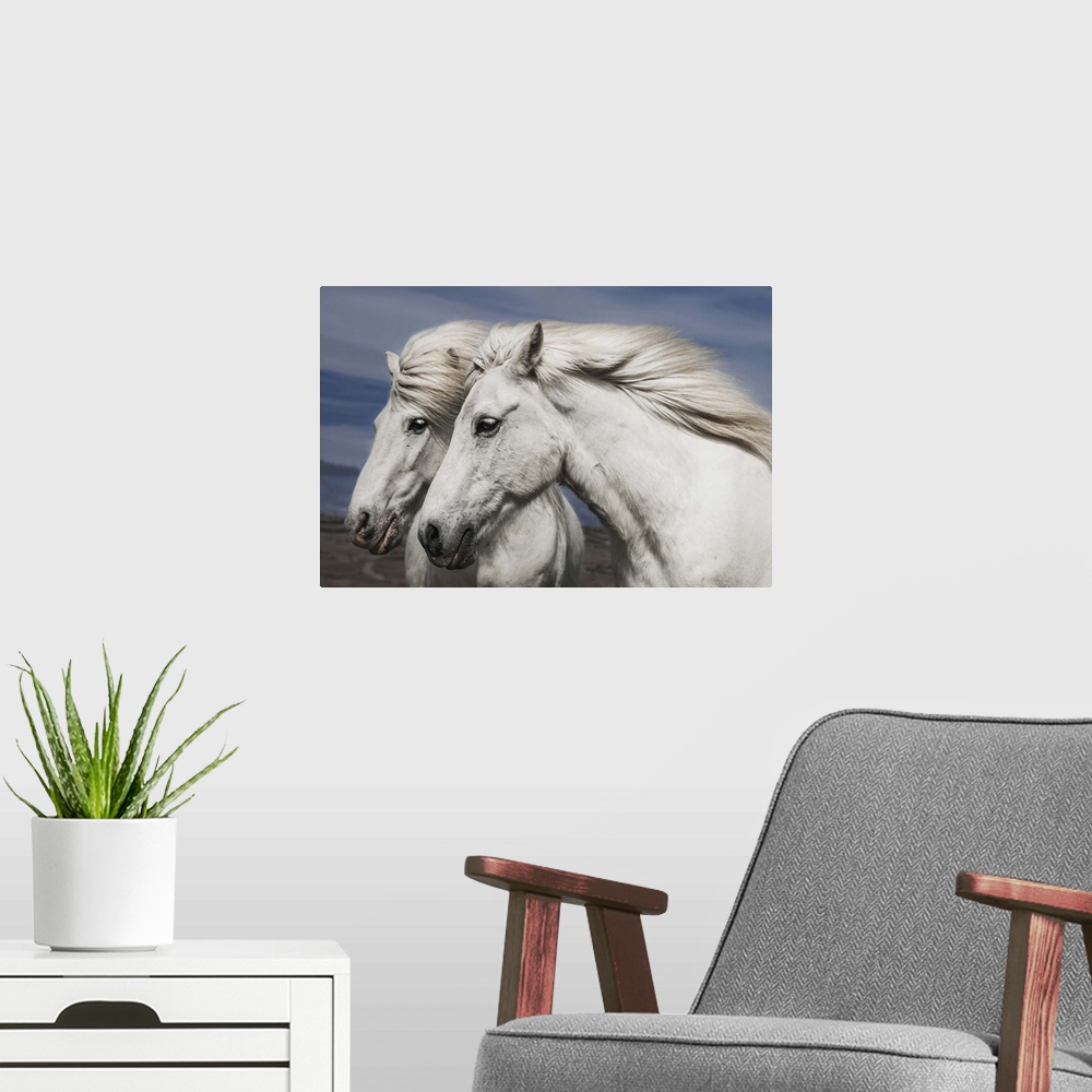 A modern room featuring Portrait of two white horses with manes blowing in the wind, Iceland.