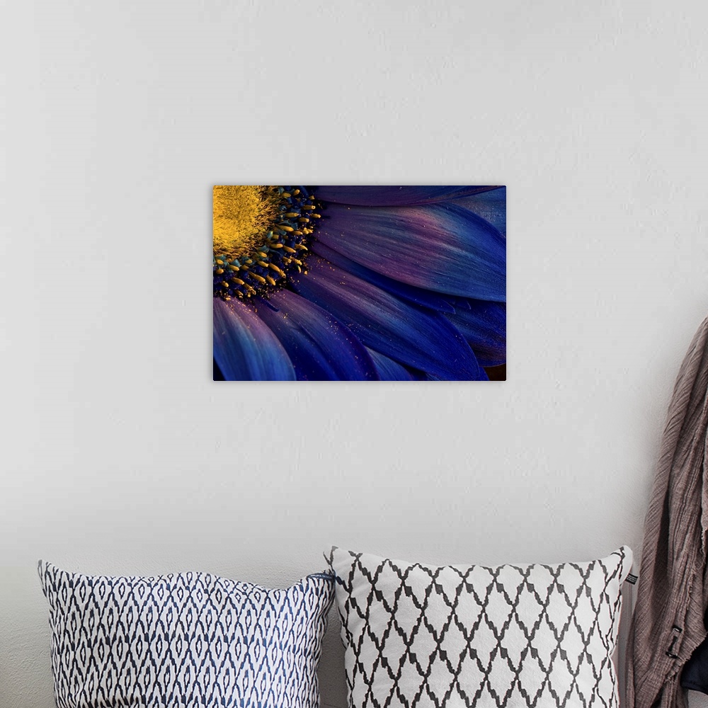 A bohemian room featuring Close up photo of the yellow center and deep blue petals of a flower, with bits of pollen.