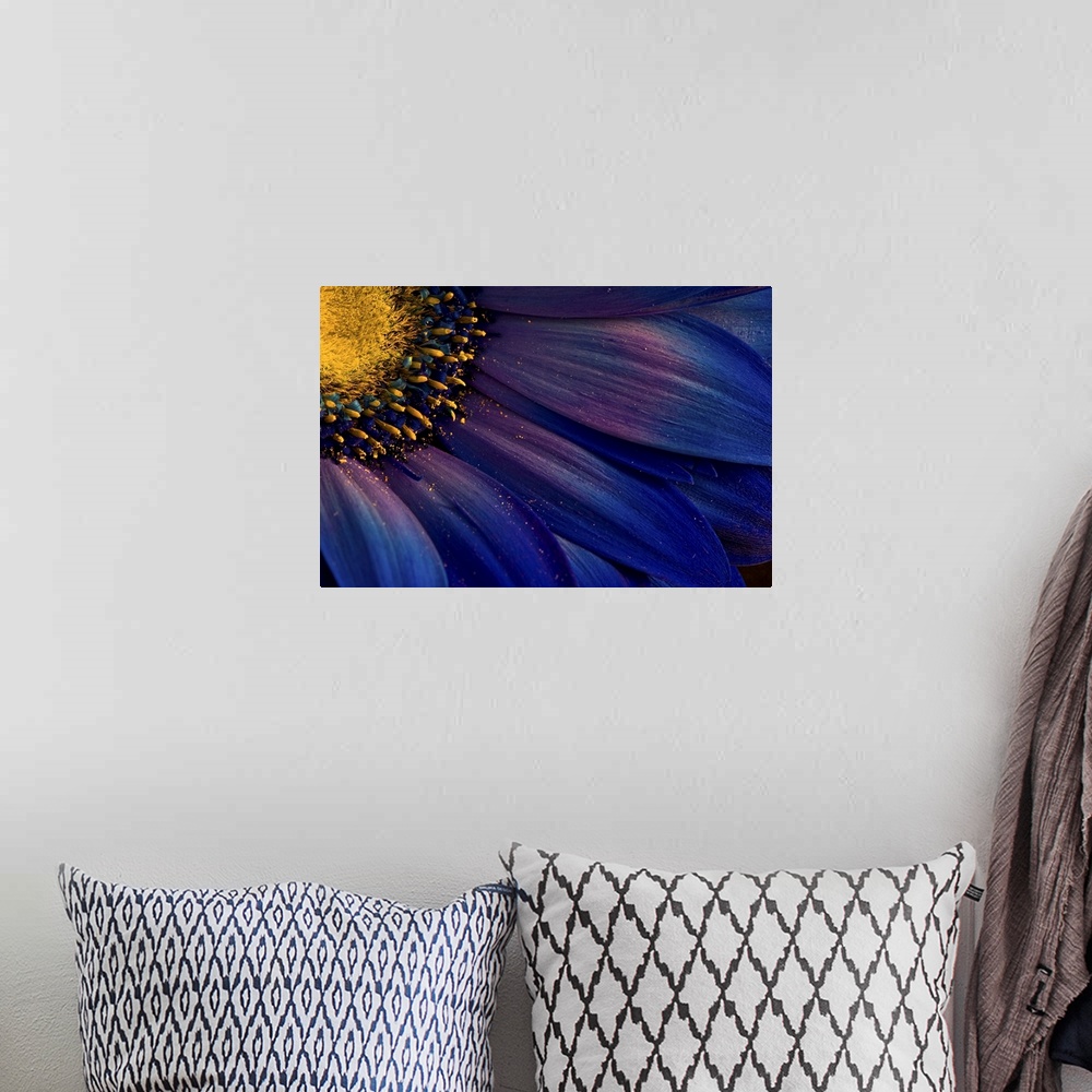 A bohemian room featuring Close up photo of the yellow center and deep blue petals of a flower, with bits of pollen.