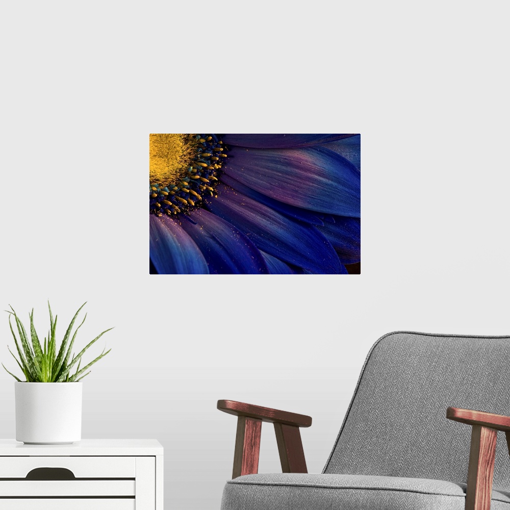 A modern room featuring Close up photo of the yellow center and deep blue petals of a flower, with bits of pollen.