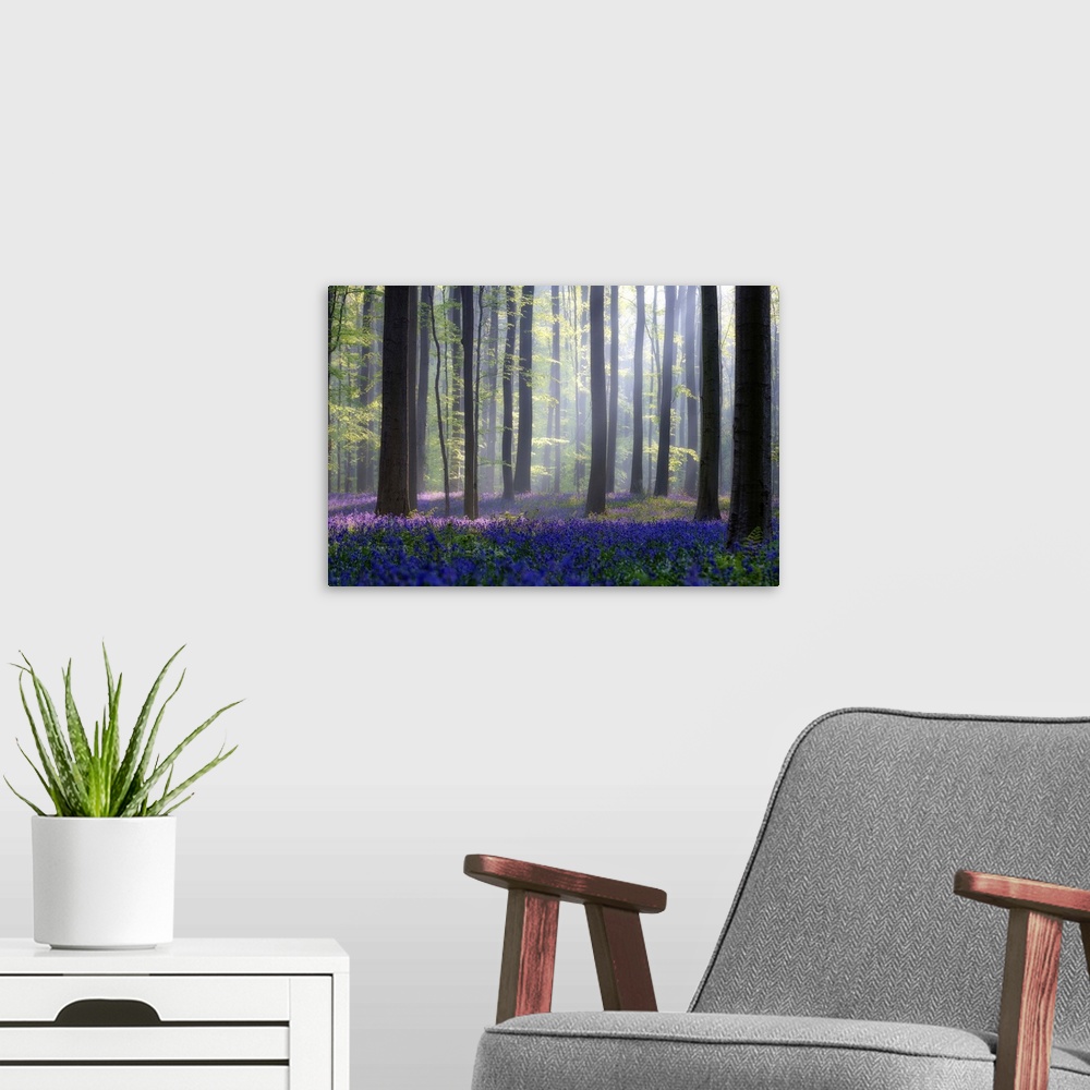 A modern room featuring Bright blue flower on the ground of a forest with tall trees and sunlight filtering in.