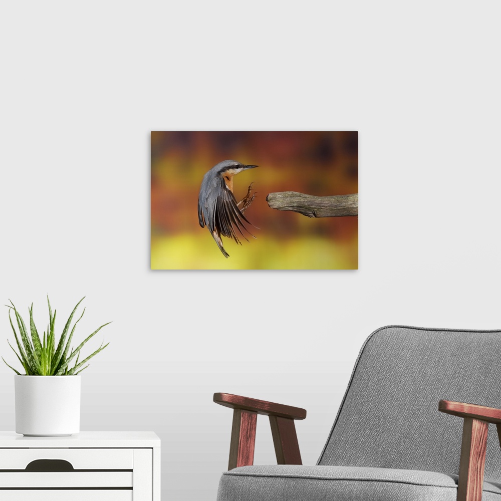 A modern room featuring A Eurasian Nuthatch reaches its feet out to grab onto a branch.
