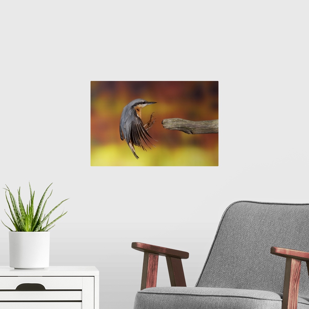 A modern room featuring A Eurasian Nuthatch reaches its feet out to grab onto a branch.