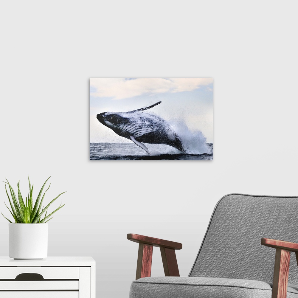 A modern room featuring A Humpback Whale leaps out of the water, showing its fins and belly, before it splashes back down.