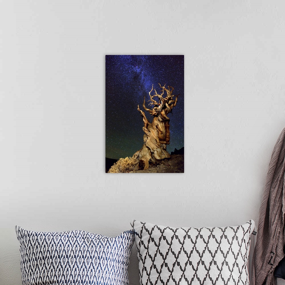 A bohemian room featuring A gnarled desert tree under a starry night sky.