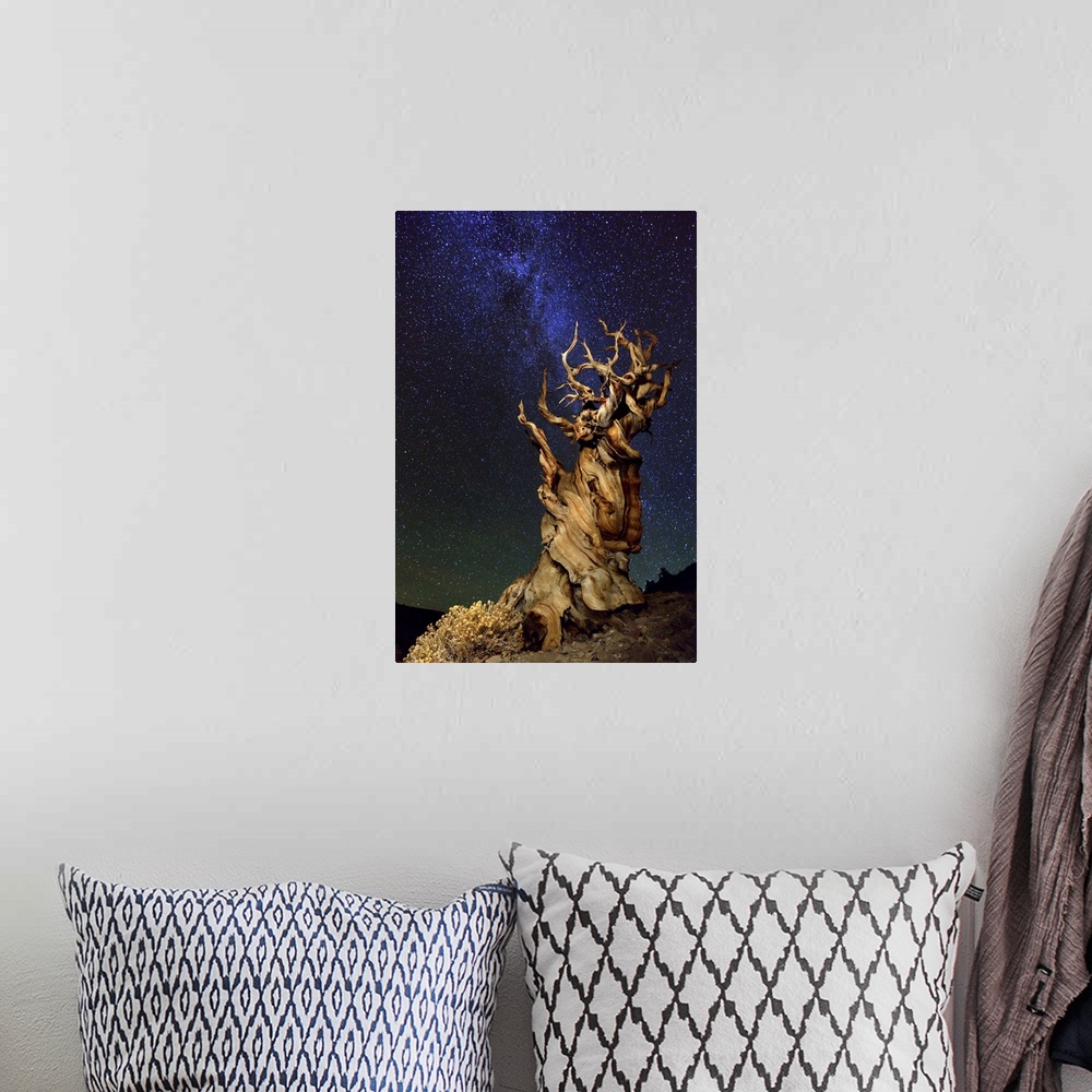 A bohemian room featuring A gnarled desert tree under a starry night sky.