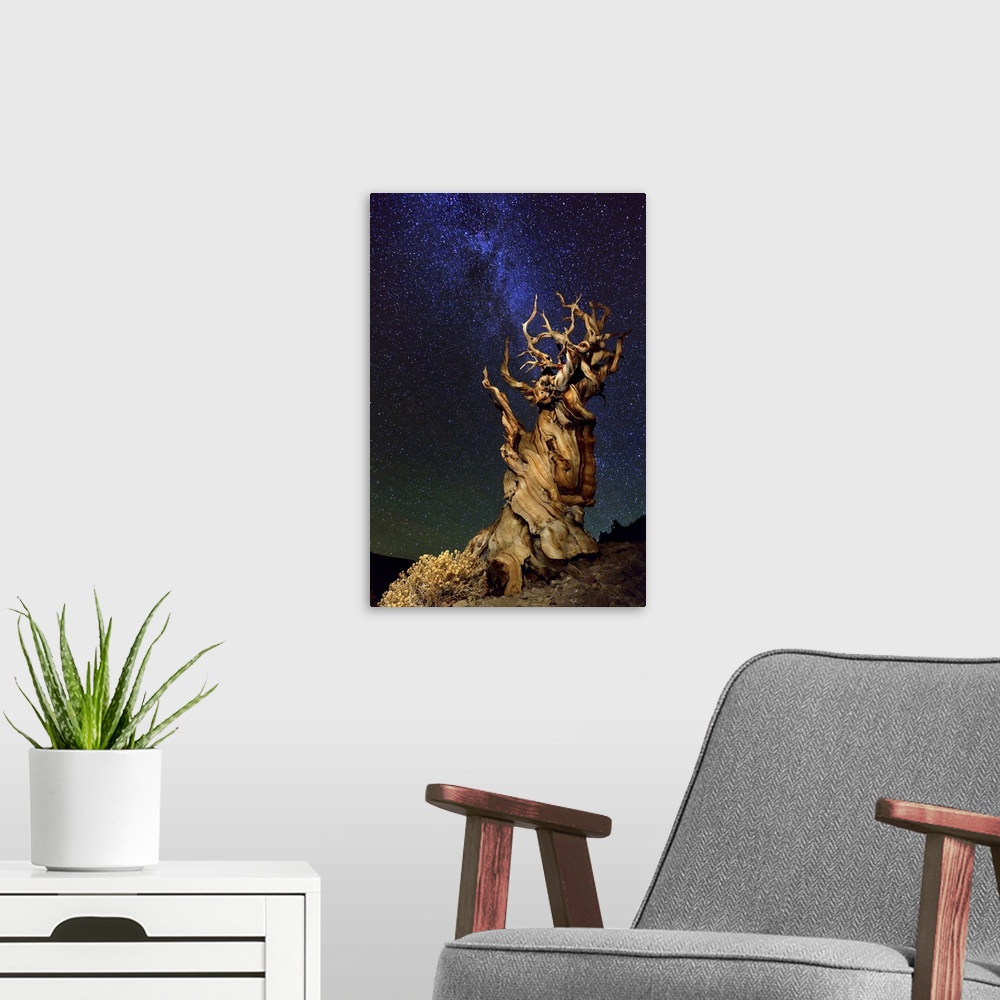 A modern room featuring A gnarled desert tree under a starry night sky.