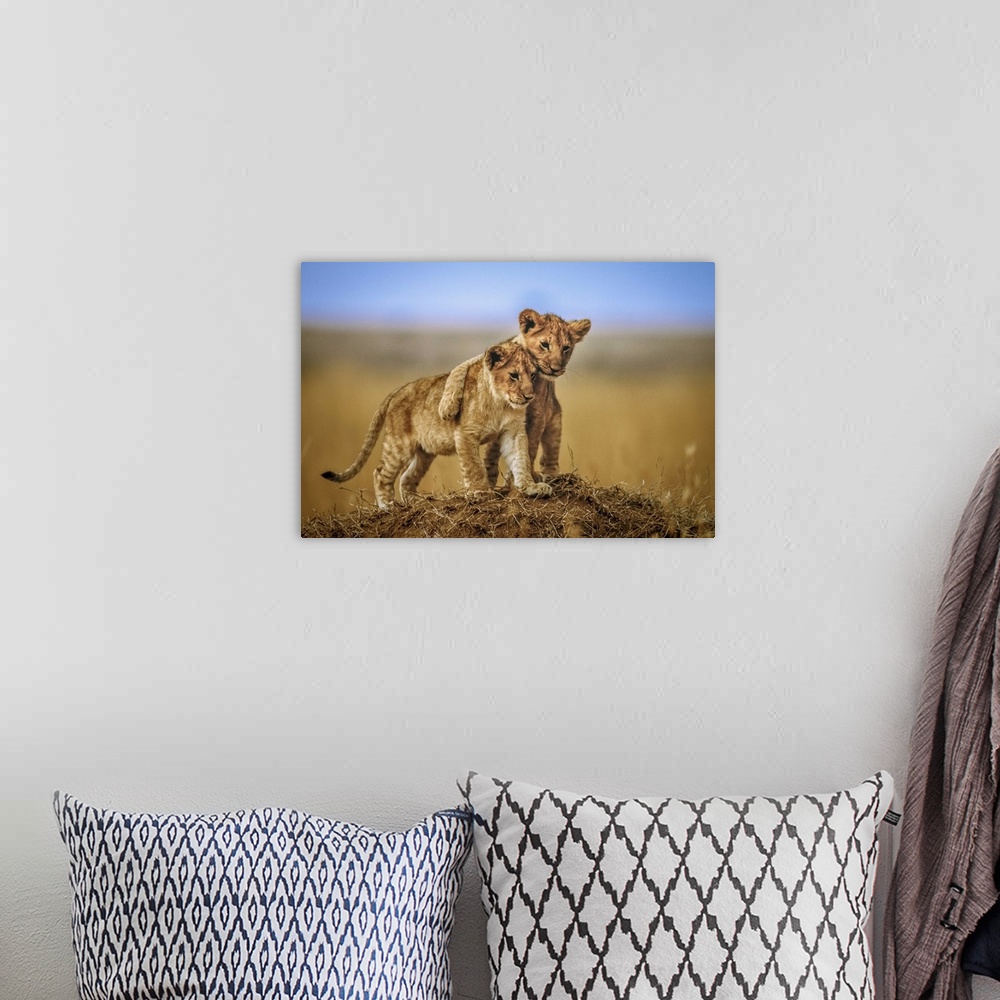 A bohemian room featuring Two young lions standing together on a small hilltop in the Serengeti, Africa.