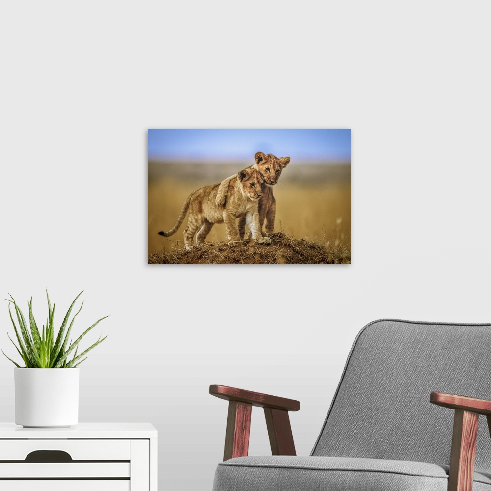 A modern room featuring Two young lions standing together on a small hilltop in the Serengeti, Africa.