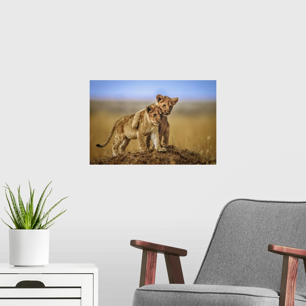 A modern room featuring Two young lions standing together on a small hilltop in the Serengeti, Africa.