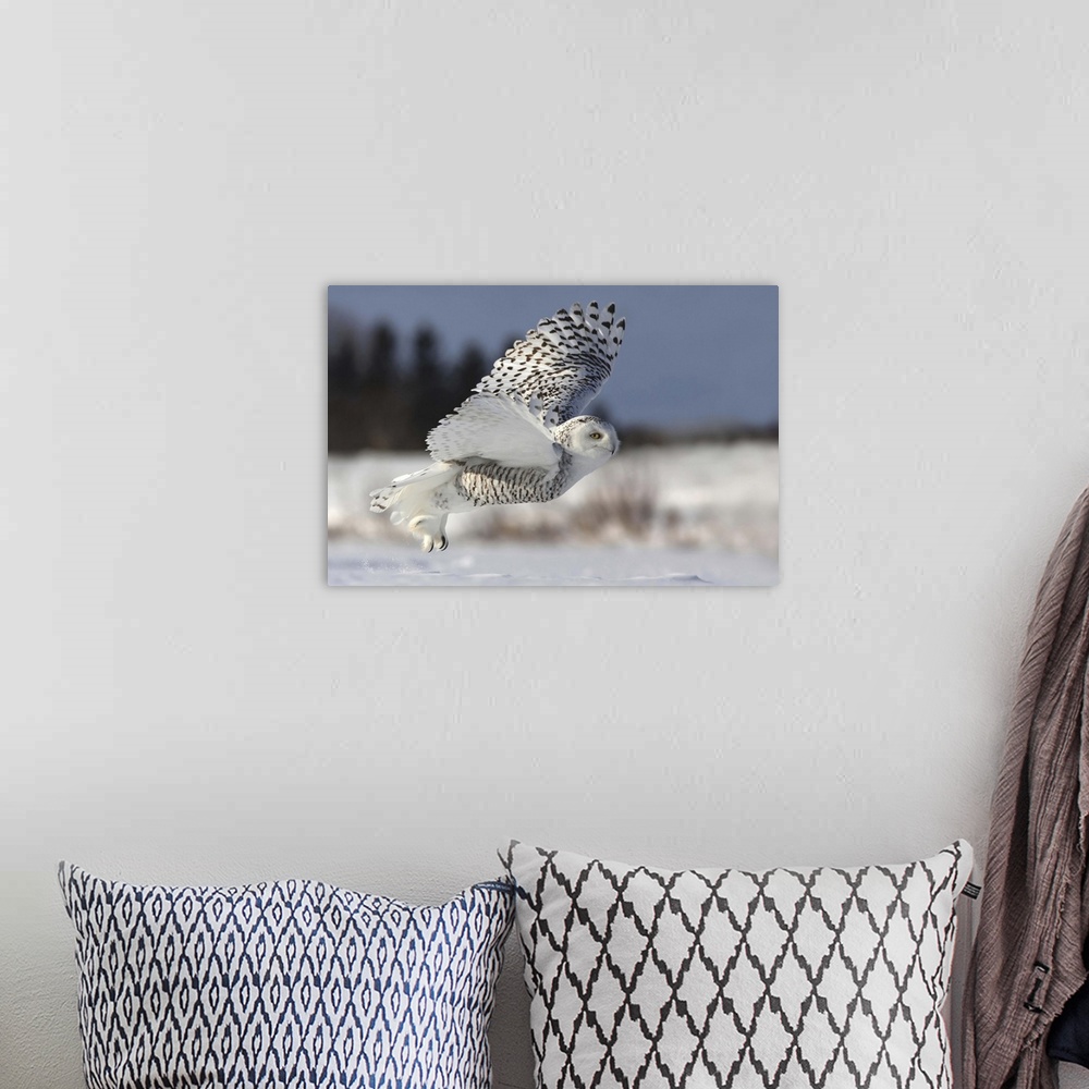 A bohemian room featuring A Snowy Owl takes flight, showing its long talons and large wings.