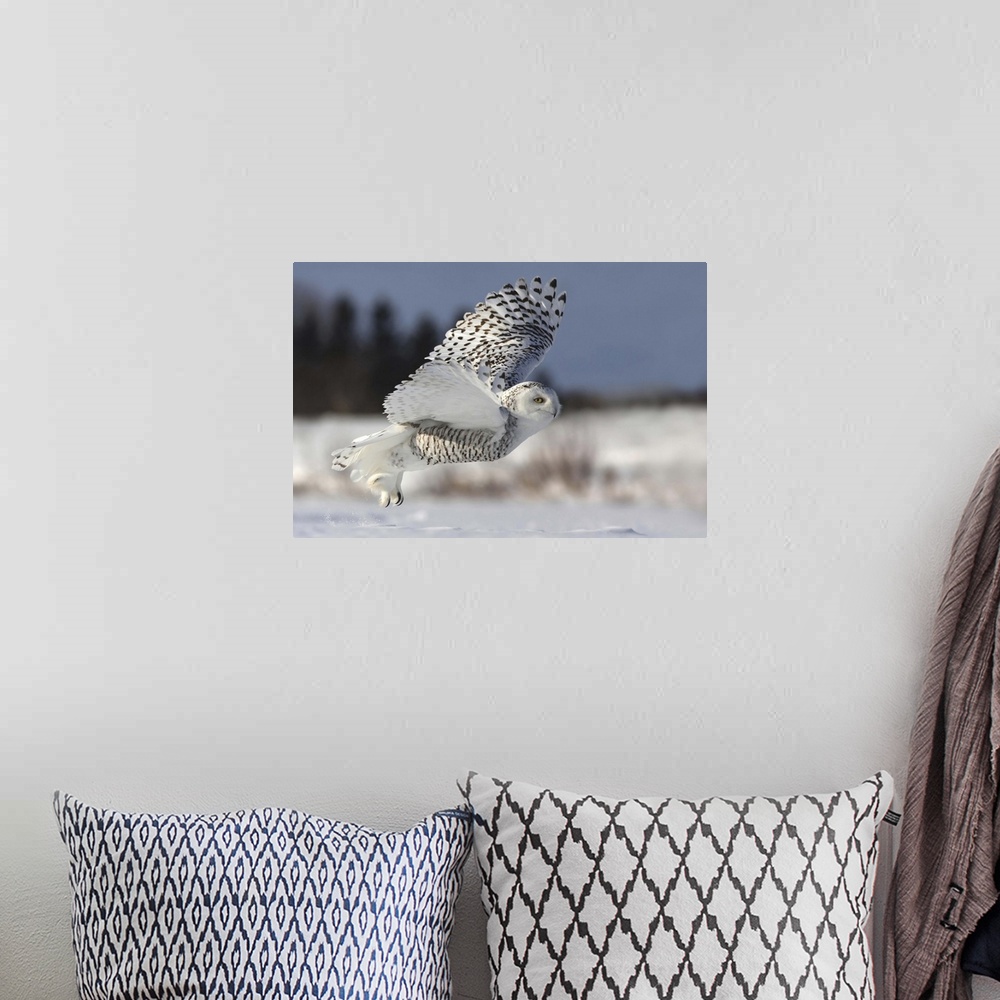 A bohemian room featuring A Snowy Owl takes flight, showing its long talons and large wings.