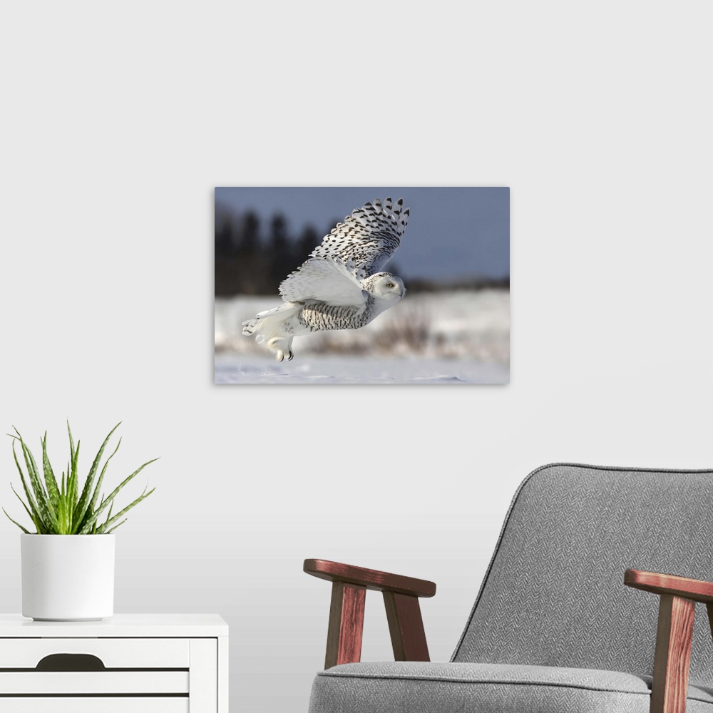 A modern room featuring A Snowy Owl takes flight, showing its long talons and large wings.