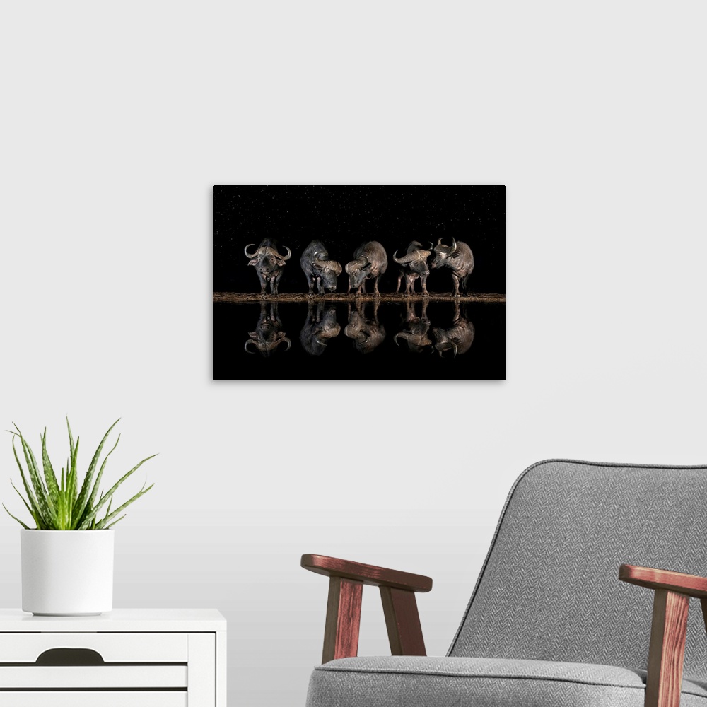 A modern room featuring Buffaloes In The Waterhole At Night