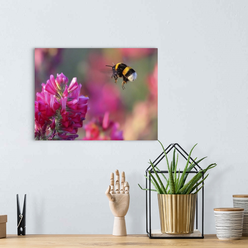 A bohemian room featuring Macro photo of a bumblebee about to land on a pink flower to gather pollen.