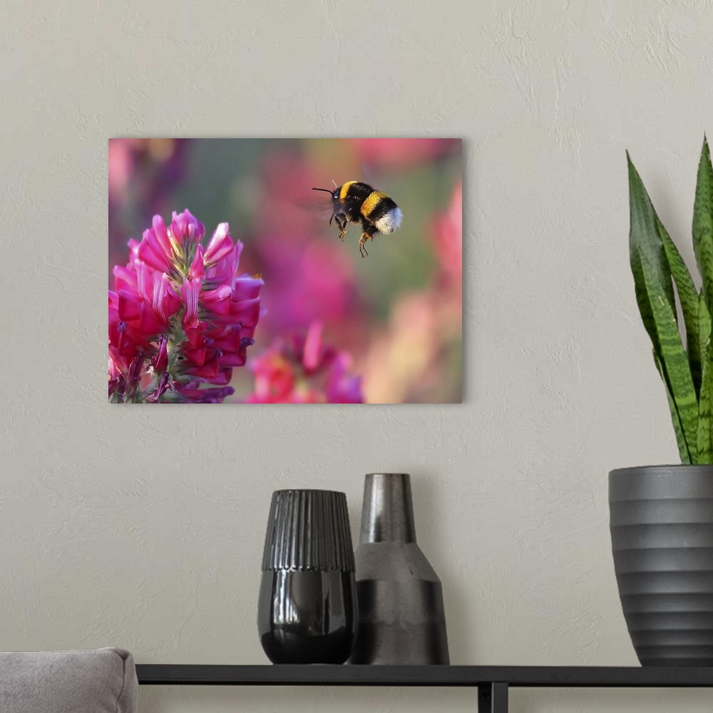 A modern room featuring Macro photo of a bumblebee about to land on a pink flower to gather pollen.