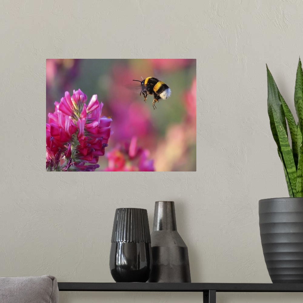 A modern room featuring Macro photo of a bumblebee about to land on a pink flower to gather pollen.