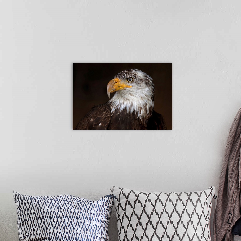 A bohemian room featuring Caged Eagle