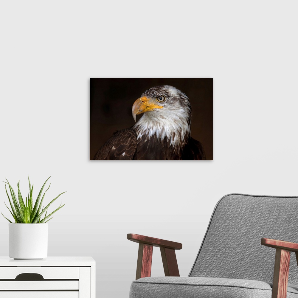 A modern room featuring Caged Eagle