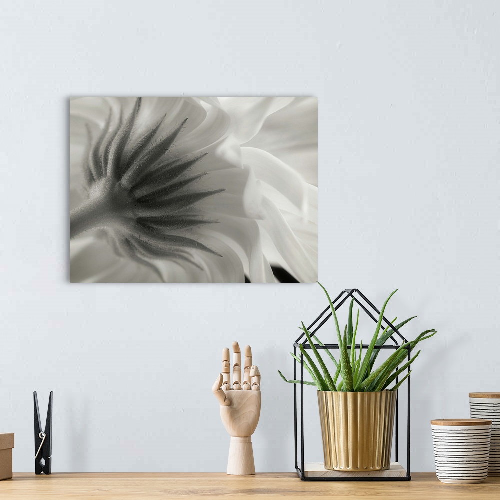 A bohemian room featuring Close up black and white image of the sepal underneath flower petals.
