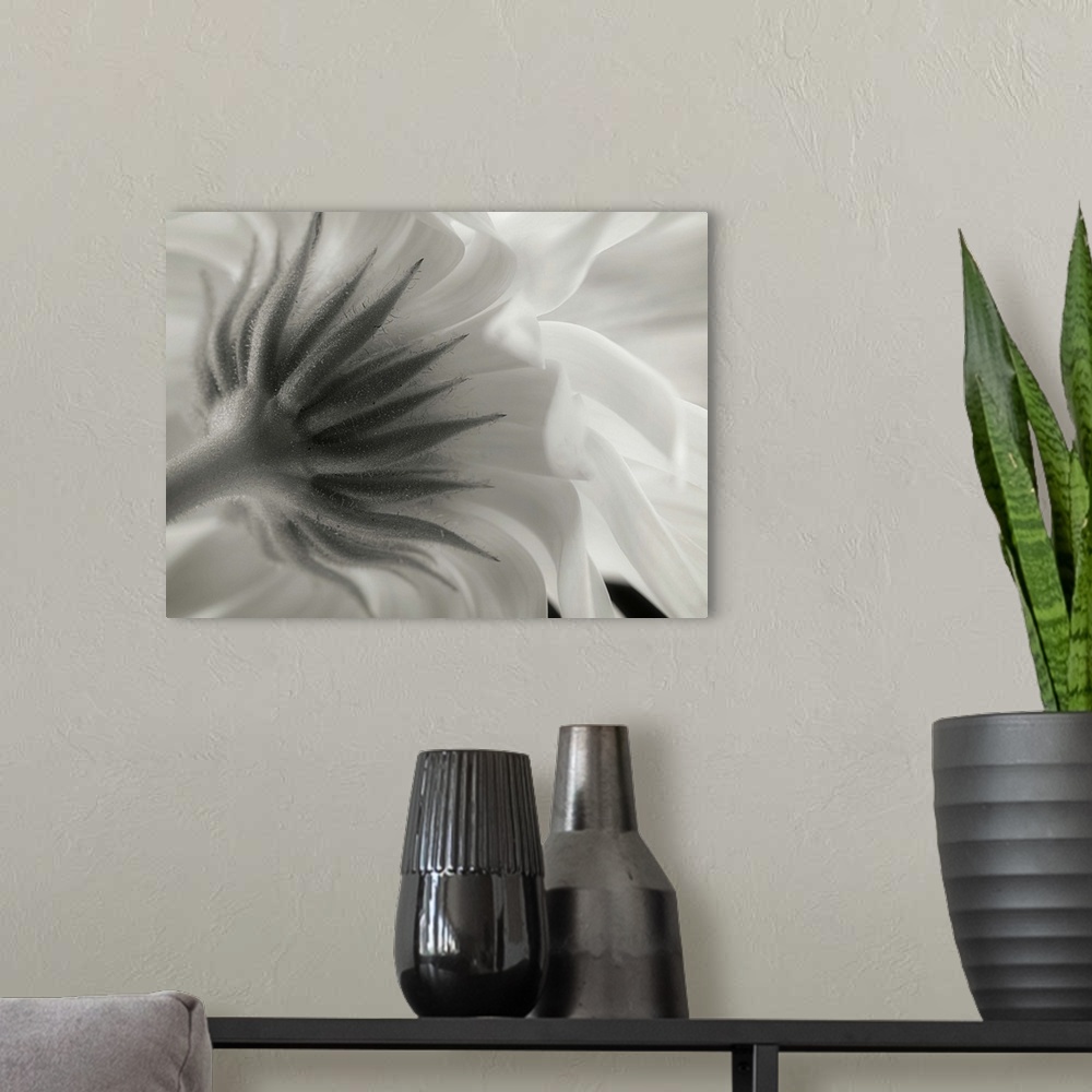 A modern room featuring Close up black and white image of the sepal underneath flower petals.