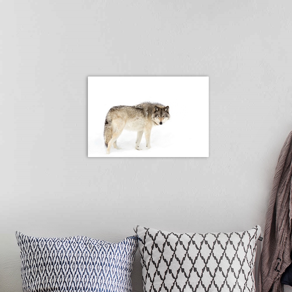A bohemian room featuring Canadian Timber Wolf Walking Through The Snow