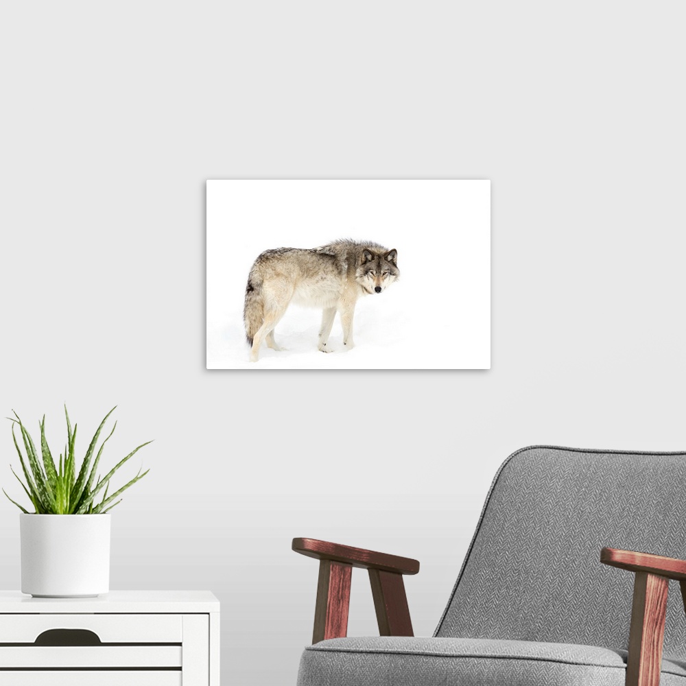 A modern room featuring Canadian Timber Wolf Walking Through The Snow