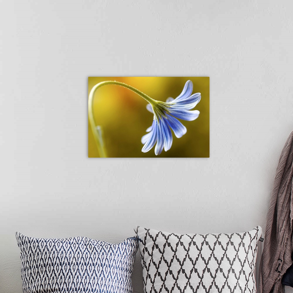 A bohemian room featuring A blue daisy flower curling downwards.