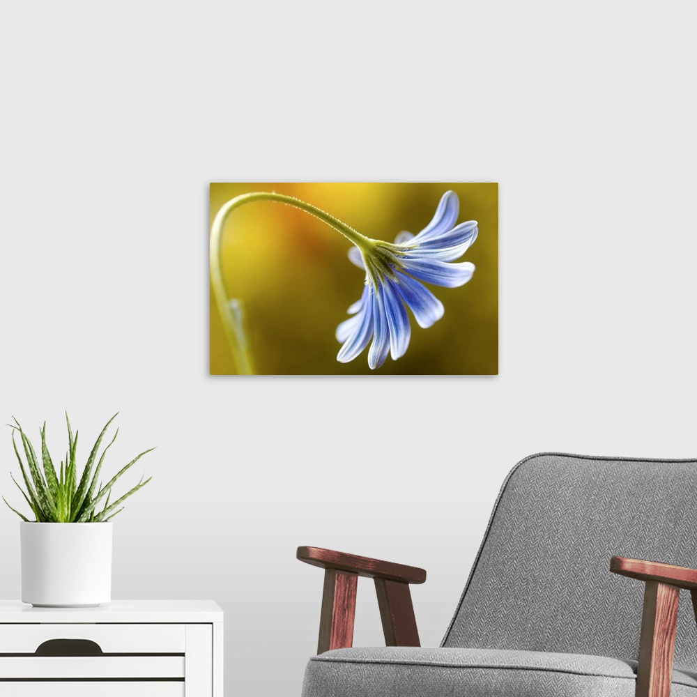 A modern room featuring A blue daisy flower curling downwards.