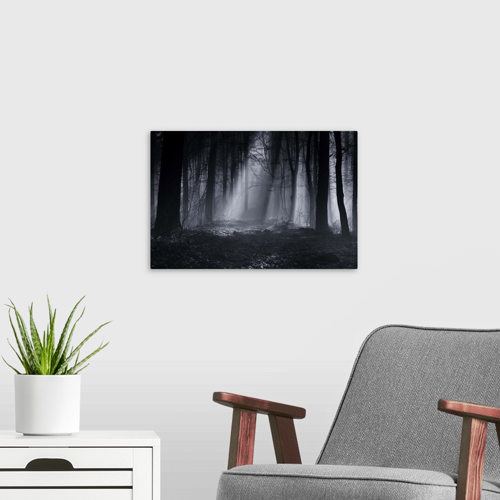 A modern room featuring A foggy forest landscape shrouded in darkness.