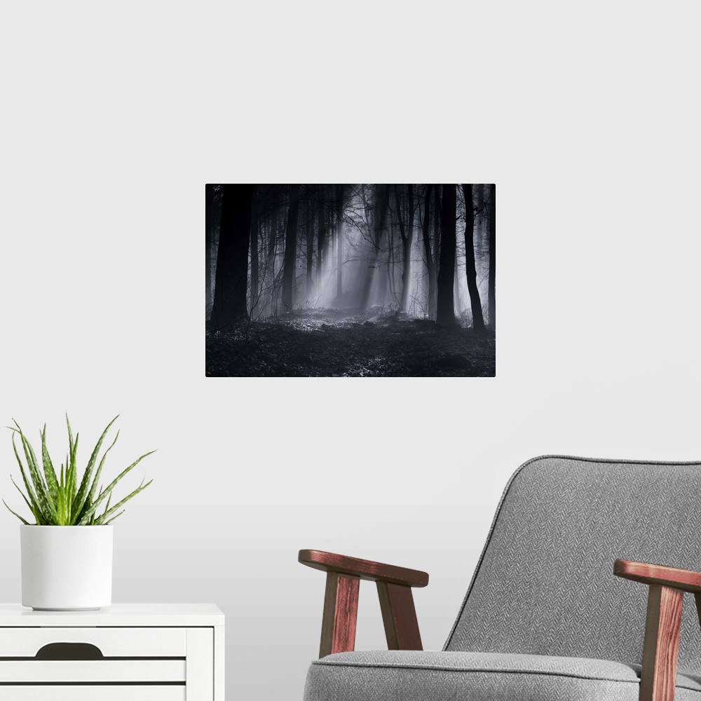 A modern room featuring A foggy forest landscape shrouded in darkness.