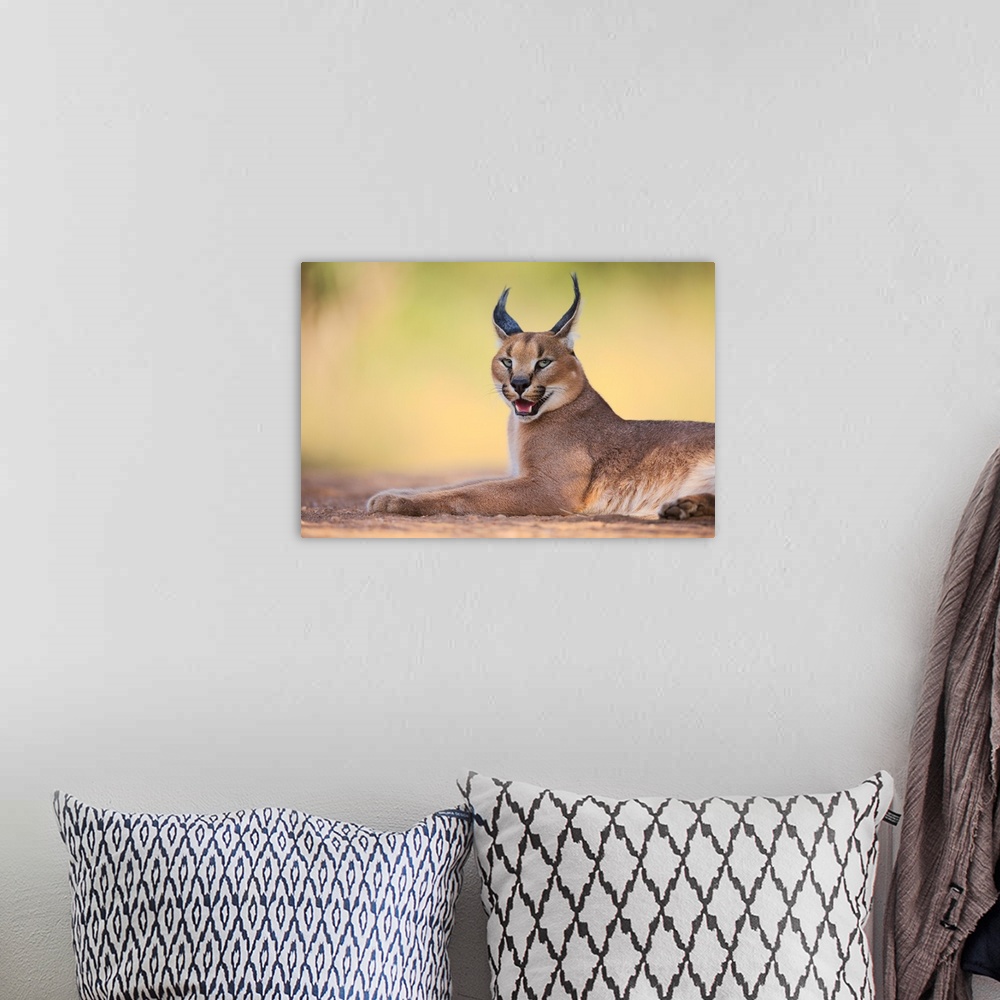 A bohemian room featuring Portrait of a caracal lying down on the ground.