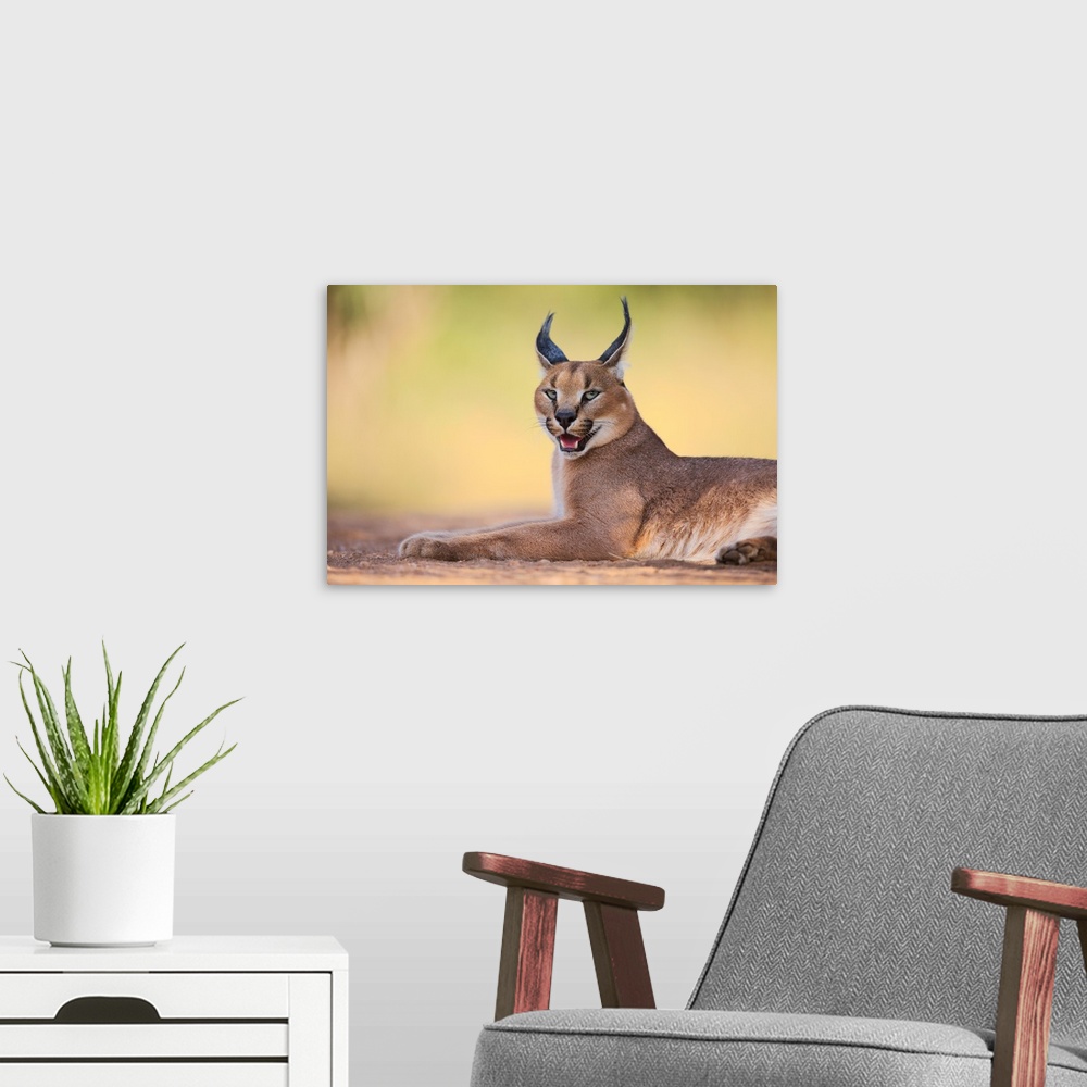 A modern room featuring Portrait of a caracal lying down on the ground.