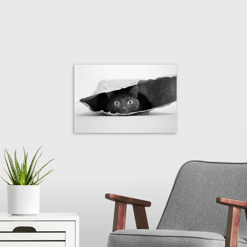 A modern room featuring Cat In A Bag