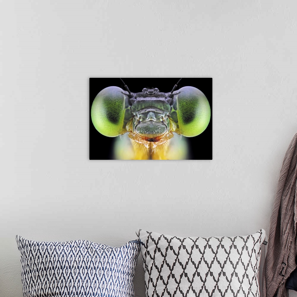 A bohemian room featuring An extreme close-up of the face of an insect with bright green eyes.