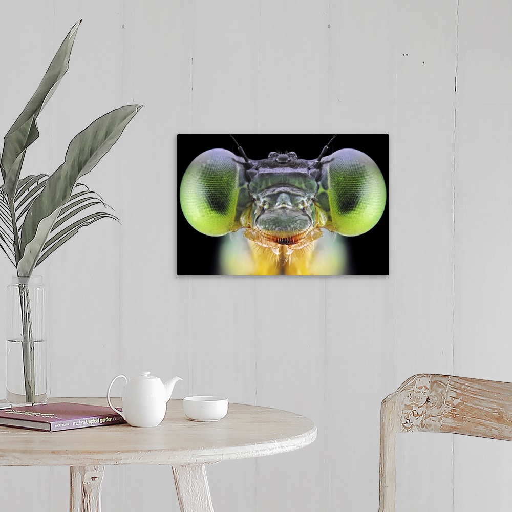 A farmhouse room featuring An extreme close-up of the face of an insect with bright green eyes.