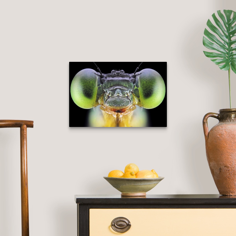 A traditional room featuring An extreme close-up of the face of an insect with bright green eyes.