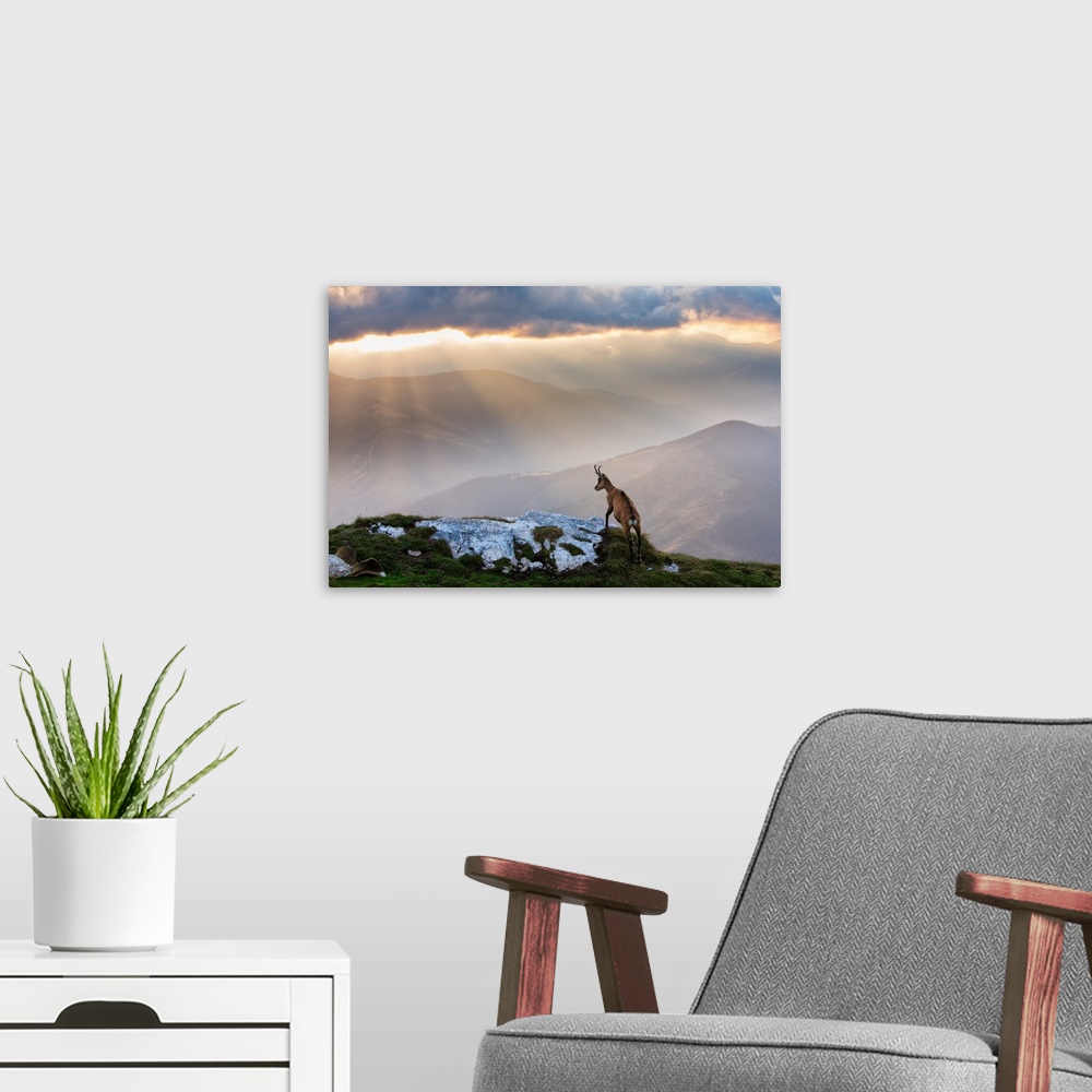 A modern room featuring An ibex standing on a hilltop overlooking a mountain valley being rained on by sunlight.