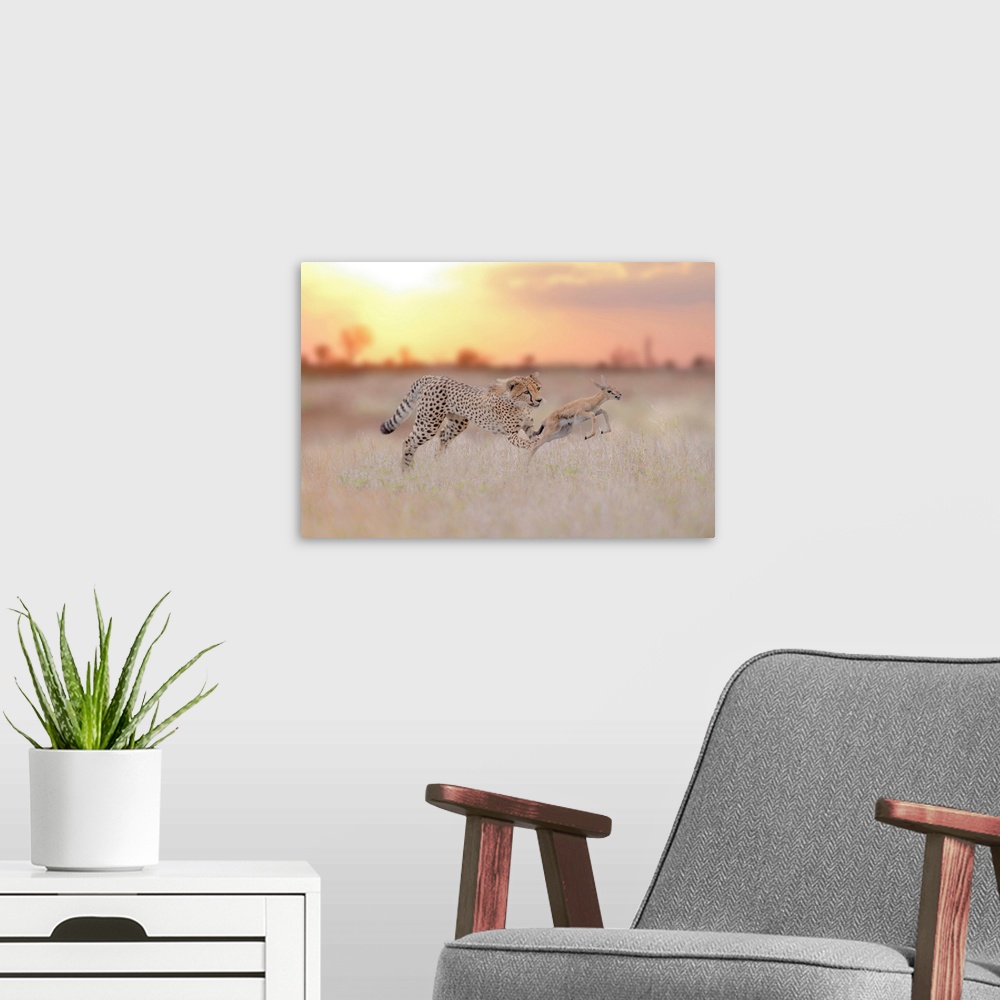A modern room featuring Cheetah Hunting A Gazelle