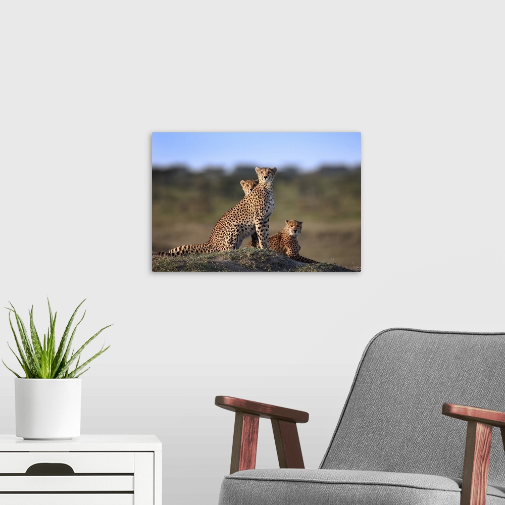 A modern room featuring Cheetahs Family