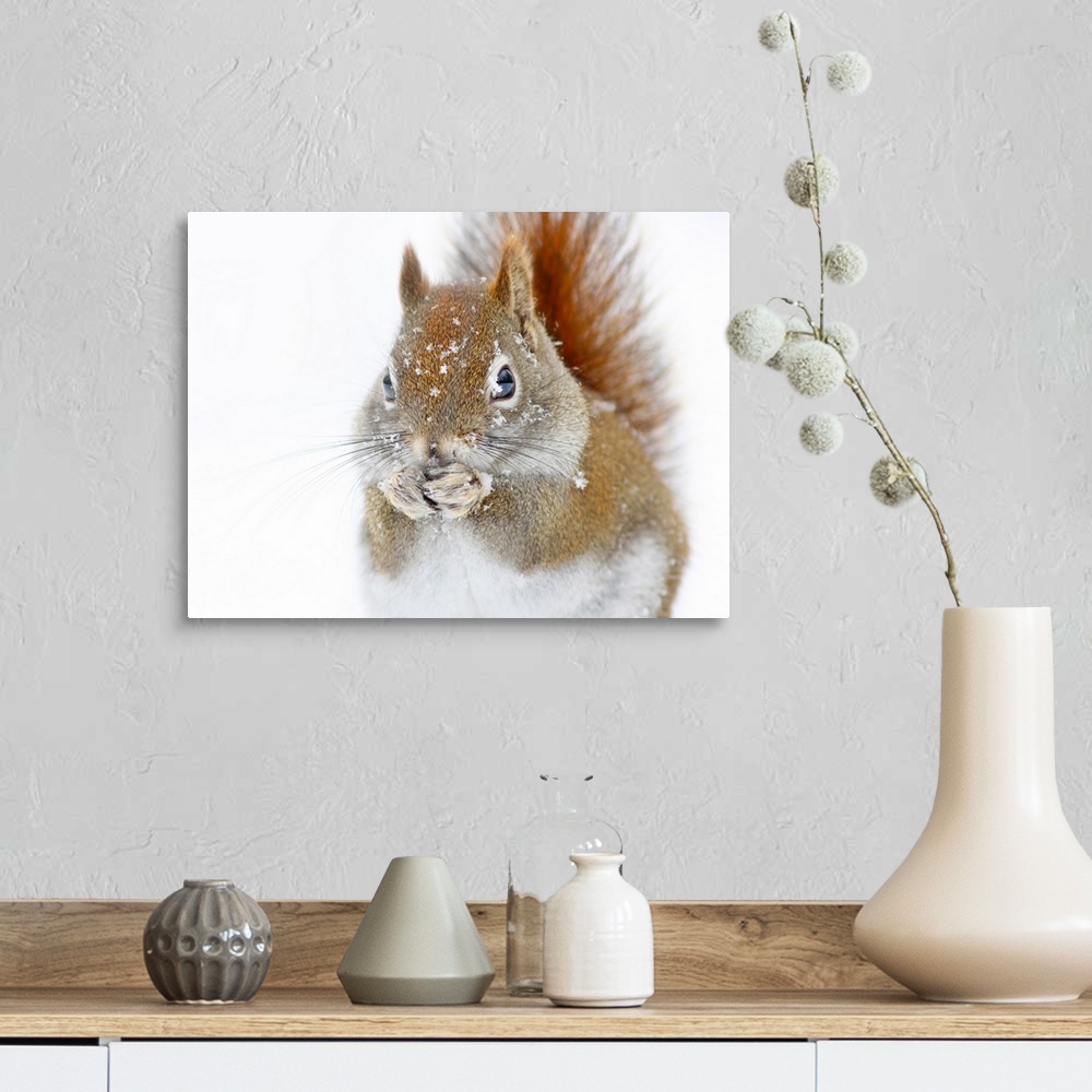 A farmhouse room featuring A cute squirrel in the snow, with its paws on its face.