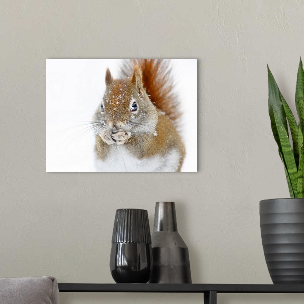 A modern room featuring A cute squirrel in the snow, with its paws on its face.