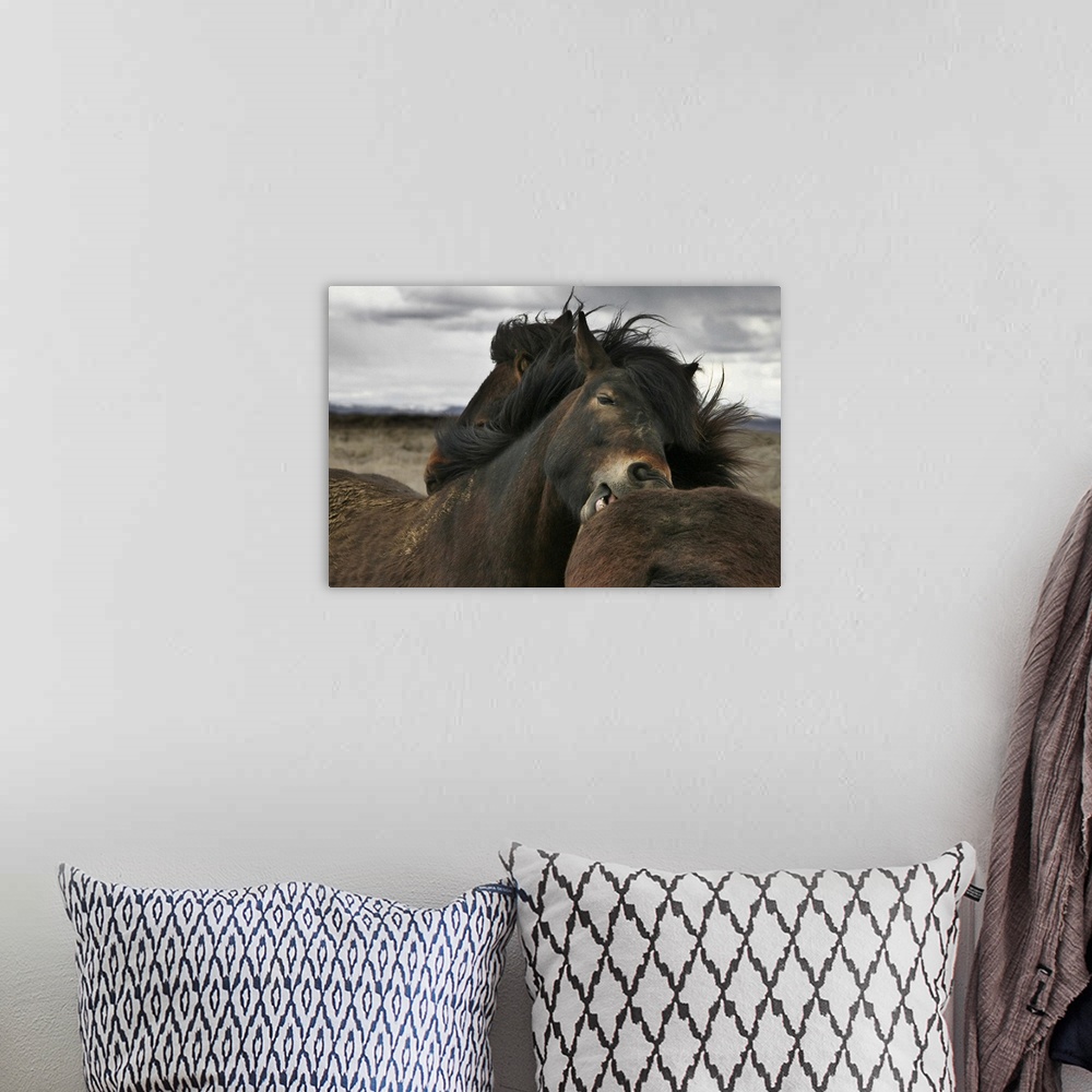 A bohemian room featuring Two wild Icelandic ponies groom each other in a show of mutual affection.